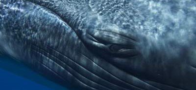 Ученые рассказали историю уникального кита, которого не слышат сородичи