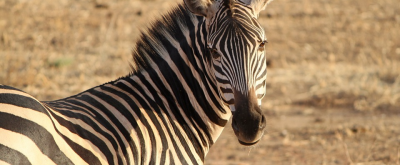 Ученые разгадали загадку полосатости зебр