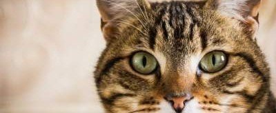 Ученые выяснили, почему у кошек появляются полоски