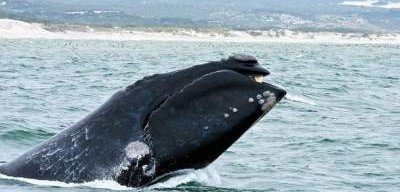 Ученые заметили детеныша редкого северного кита