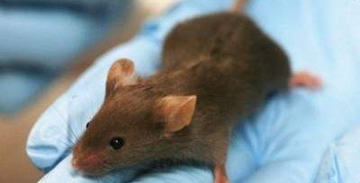 Ученым удалось остановить старение у мышей