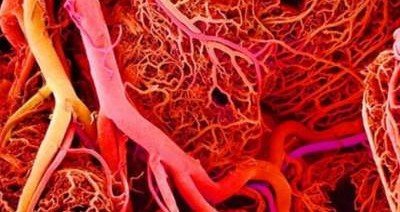 Ученым впервые удалось вырастить кровеносные сосуды человека