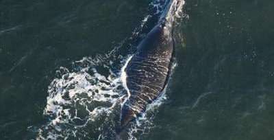 Ученым впервые за два года удалось заметить самку северного гладкого кита с детенышем