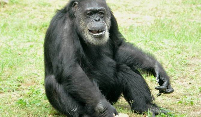 В Японии умер самый старый в стране шимпанзе