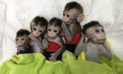 В Китае родились уникальные клоны макак