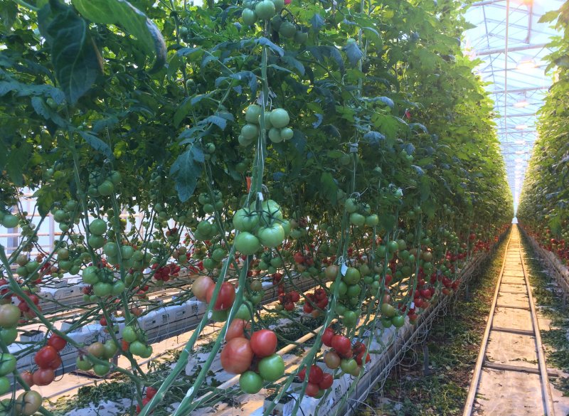 ВОЛГОГРАД. Около 46 тысяч тонн тепличных овощей реализовано в 2018 году волгоградскими аграриями