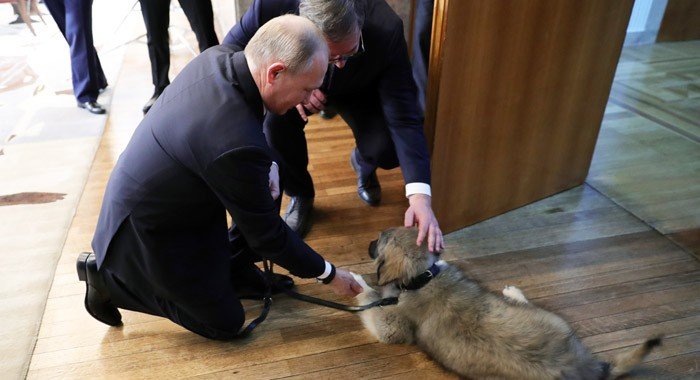 Вучич подарил Путину щенка шарпланинской овчарки