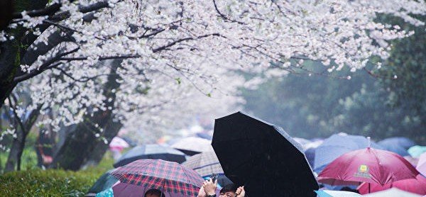 Зимняя вишня. В Японии названы даты цветения сакуры