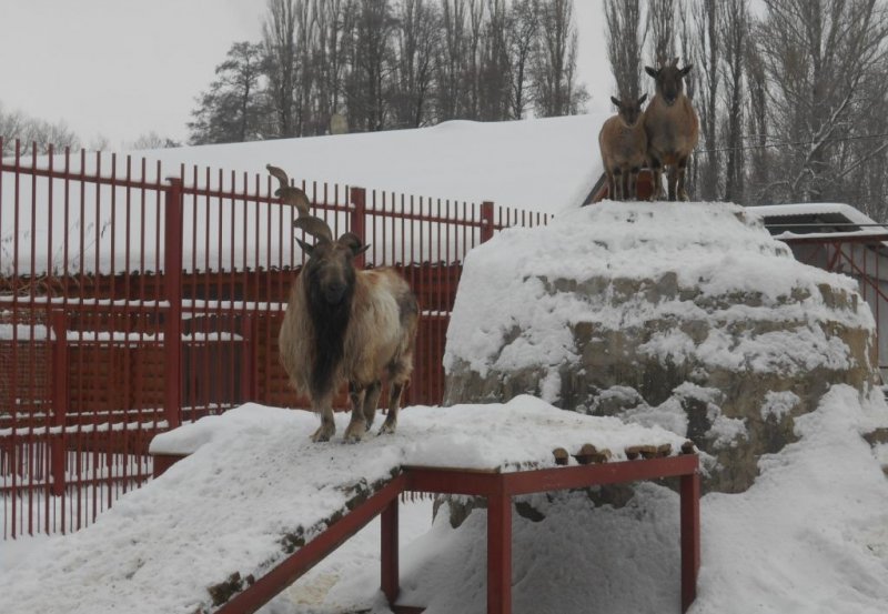 АСТРАХАНЬ. В Астраханской области новые жители — козлы и кенгуру