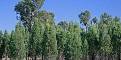 Австралия посадит миллиард деревьев