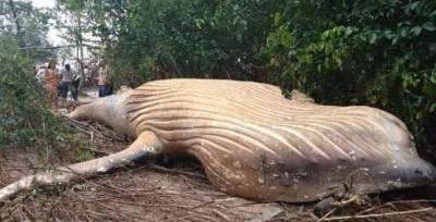 Биологи обнаружили в лесах Амазонки мертвого кита