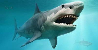 Гигантские древние акулы вымерли из-за более мелких «родственников»