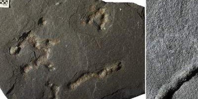 Найдены останки древнейших многоклеточных животных