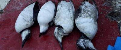 Неизвестная сила убила десятки тысяч птиц в Нидерландах