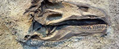 Палеонтологи опознали останки существа, оказавшегося старше динозавров