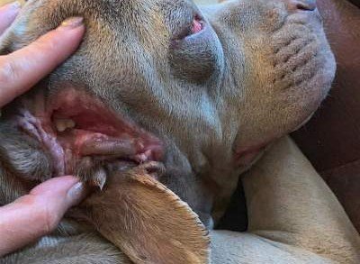 Рот вместо уха: в США у собаки выявили жуткую аномалию