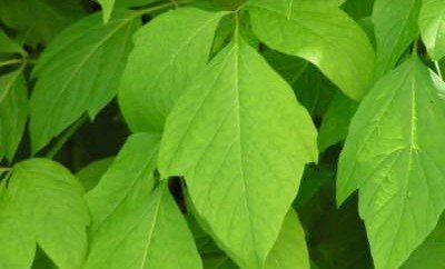 Создан искусственный лист, способный к фотосинтезу