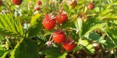 СТАВРОПОЛЬЕ. На Ставрополье производство ягод выросло на 30%