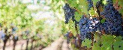 СТАВРОПОЛЬЕ. На Ставрополье в 2019 году заложат 100 га новых виноградников