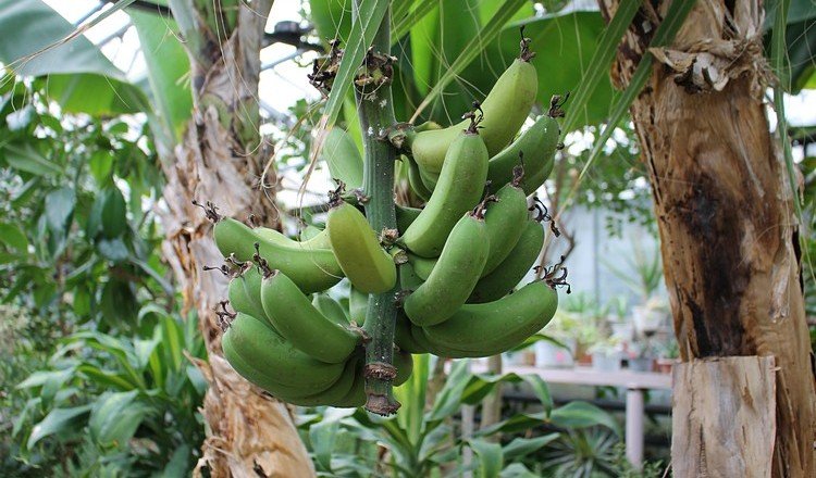 СТАВРОПОЛЬЕ. В Кисловодске созрел урожай бананов