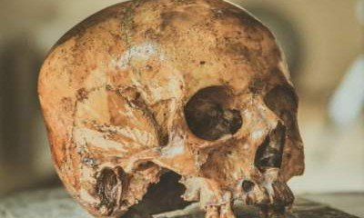 Ученые нашли человеческий череп возрастом 35 тысяч лет