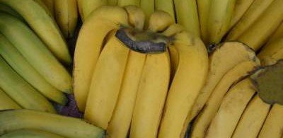 Ученые нашли спасение для африканских бананов