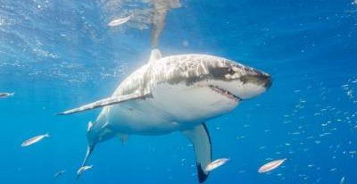 Ученые открыли уникальные свойства генома белой акулы
