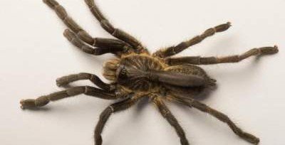 В Африке найден новый вид пауков с рогом на спине