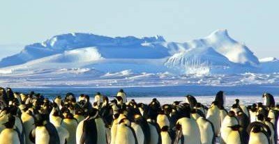 В Антарктиде засняли пингвина с уникальным черным окрасом