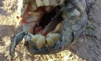 В Аргентине засняли жуткую рыбу с зубами человека
