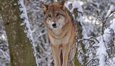 В чернобыльской зоне все чаще стали появляться редкие животные