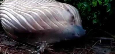 В джунглях Бразилии ученые нашли мертвого кита