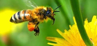 В Финляндии хотят вывести уникальный вид пчел