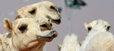 В Саудовской Аравии провели конкурс красоты для верблюдов