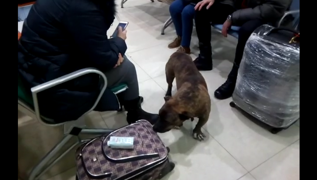 ВОЛГОГРАД. Собаку с поврежденными ногами приютили в аэропорту Волгограда