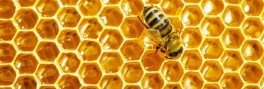 АСТРАХАНЬ. В Астрахани обнаружили ядовитый мёд