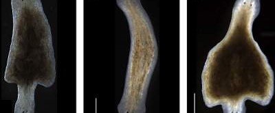 Биологи раскрыли секреты рождения «двуглавых» червей