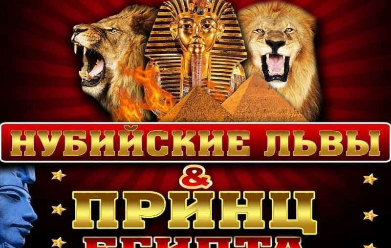 ЧЕЧНЯ. Нападение львов на дрессировщика в программе «Нубийские львы» - устаревший фейк