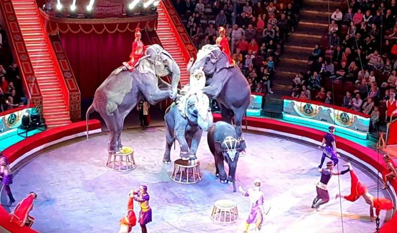 ЧЕЧНЯ. Около 3 тысяч детей посетили цирк Никулина за счет Фонда Кадырова