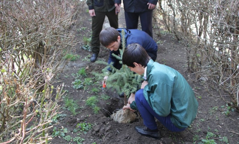 ЧЕЧНЯ. Школьники высадили в Грозном более 2 тысяч деревьев