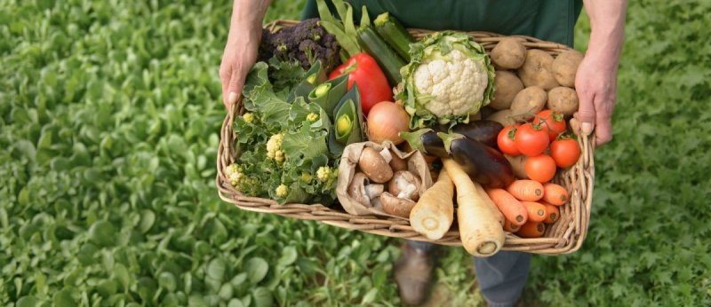 ЧЕЧНЯ. В 2018 году хозяйствами Чеченской Республики произведено продукции на сумму 24124,1 млн рублей