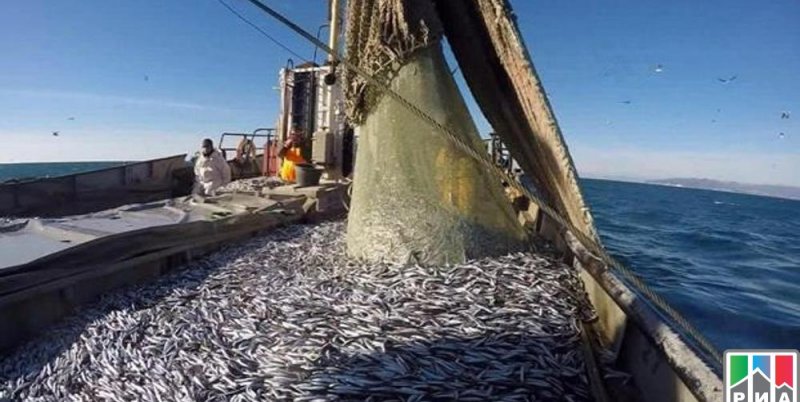 ДАГЕСТАН. В текущем году рыболовецким предприятиям Дагестана выданы квоты на вылов 2500 тонн кильки