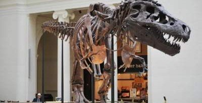 Канадцы собрали скелет самого большого тираннозавра