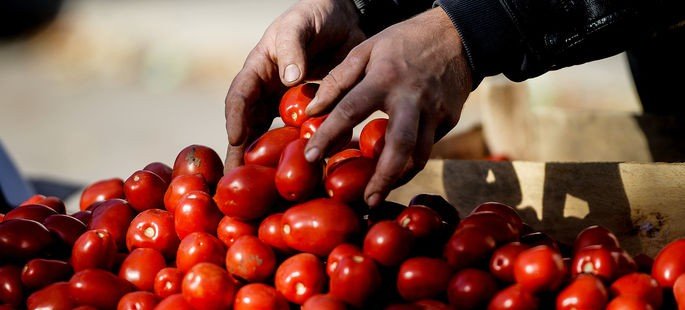 Минсельхоз РФ предложил в три раза увеличить квоту на ввоз томатов из Турции
