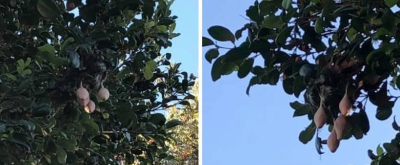 На дереве в Австралии засняли странные плоды