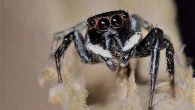 Неизвестный ранее вид пауков получил необычное название