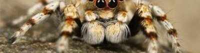 Новый род пауков назвали в честь имперских штурмовиков
