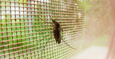 Обнаружены рецепторы, которые позволяют комарам находить людей