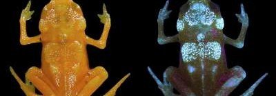 Открыты новые виды жаб со "светящимся" скелетом