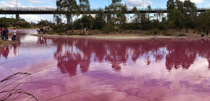 Озеро в Мельбурне стало розовым